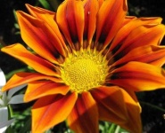 image of flower