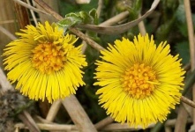 image of flower