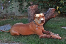 image of animal