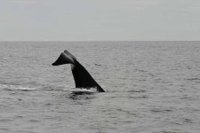 image of grey_whale