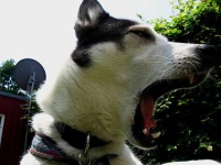image of siberian_husky