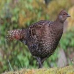 image of bird