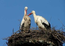 image of white_stork