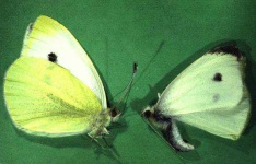 image of cabbage_butterfly