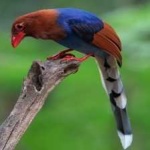 image of bird