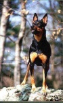 image of kelpie