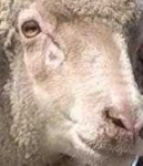 image of animal