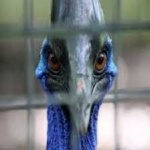 image of bird