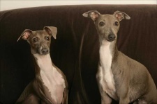 image of italian_greyhound