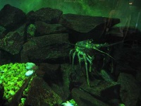 image of spiny_lobster