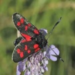 image of animal