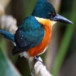image of bird