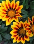 image of flower