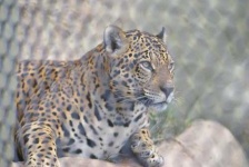 image of jaguar_car