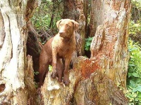 image of chesapeake_bay_retriever