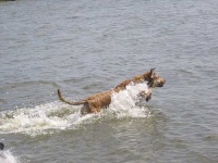 image of chesapeake_bay_retriever