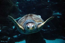 image of loggerhead