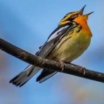 image of bird