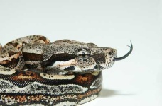 image of boa_constrictor #28