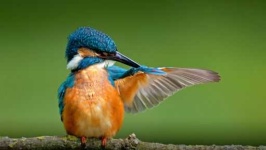 image of kingfisher
