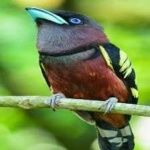 image of bird