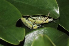 image of weevil