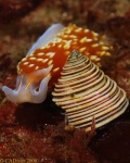 image of sea_slug #18