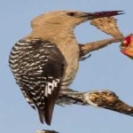 image of bird