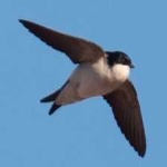 image of bird
