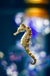 image of seahorse #11