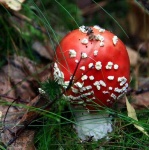 image of agaric
