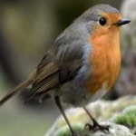image of bird