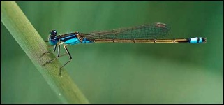 image of damselfly