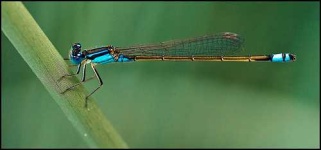 image of damselfly #8