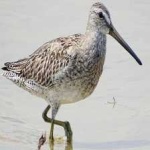 image of bird