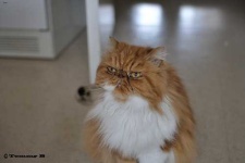 image of animal