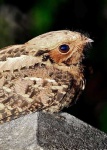 image of nightjar