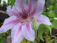 image of clematis #7