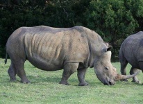 image of rhinoceros