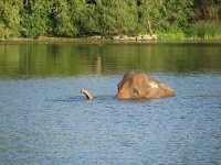 image of african_elephant