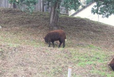 image of ram