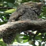 image of bird