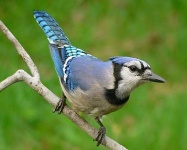 image of jay