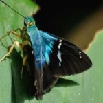image of animal