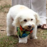 image of animal