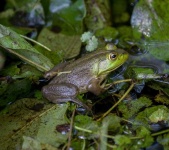 image of animal