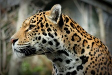 image of animal