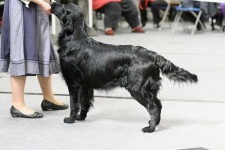 image of flat_coated_retriever
