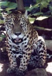 image of jaguar_car