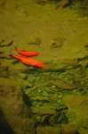 image of goldfish